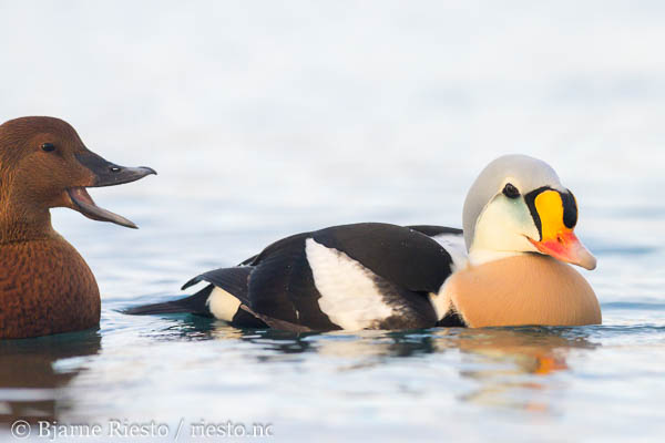 Lomvi på Hornøya. Vardø