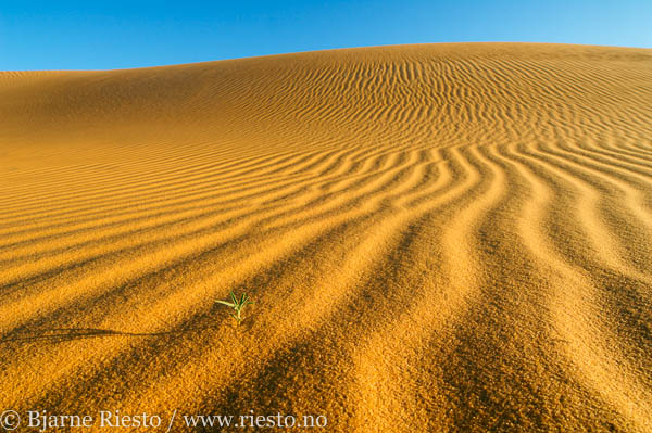 Sahara, Libya 