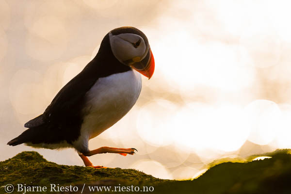 Lomvi på Hornøya. Vardø