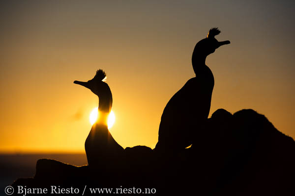 Bølge. Varangerfjorden, Finnmark 