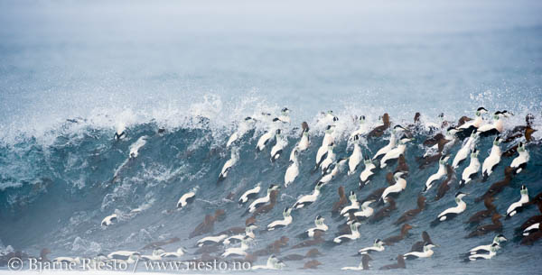 Lomvi på Hornøya. Vardø