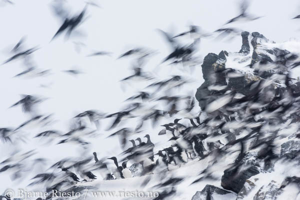 Lomvi på Hornøya. Vardø