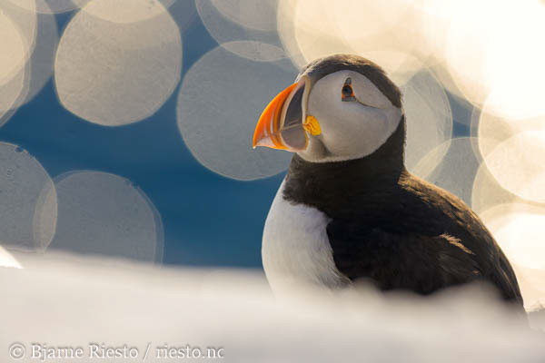 Lomvi på Hornøya. Vardø