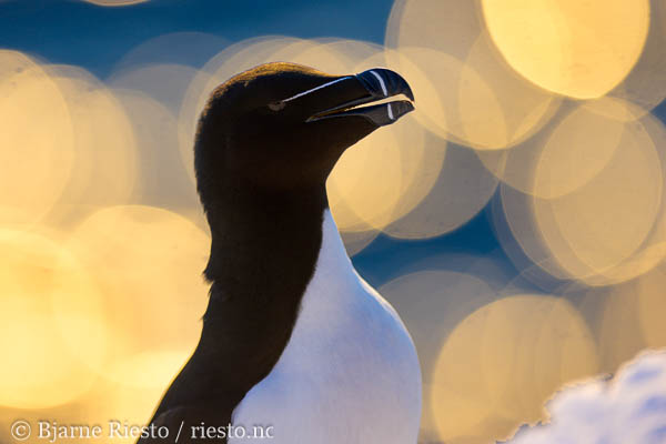 Lomvi på Hornøya. Vardø