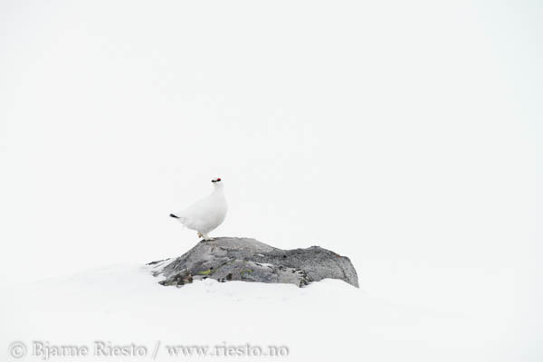 Lomvi på Hornøya. Vardø