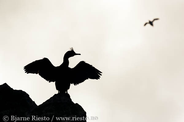 Bølge. Varangerfjorden, Finnmark 