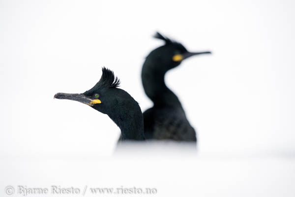 Lomvi på Hornøya. Vardø