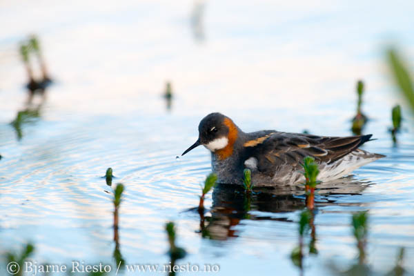 Lomvi på Hornøya. Vardø