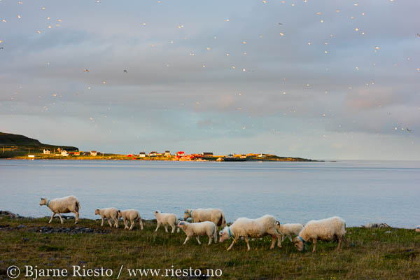 Multer, multebær. Finnmark 