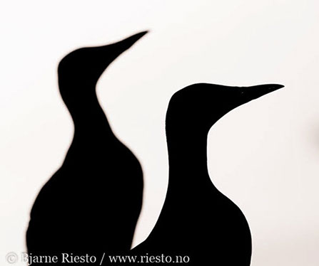 Bølge. Varangerfjorden, Finnmark 