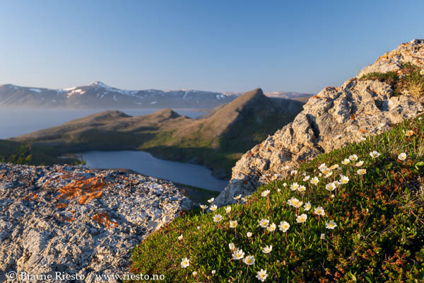 Multer, multebær. Finnmark 