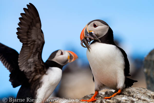 Bølge. Varangerfjorden, Finnmark 