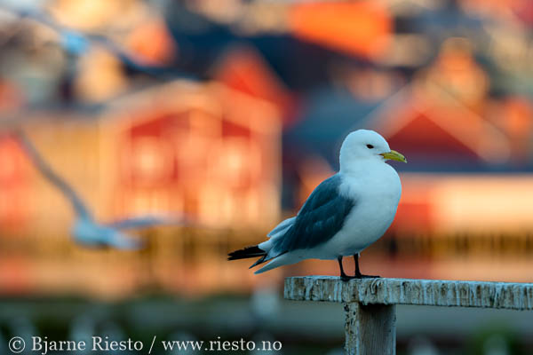 Lomvi på Hornøya. Vardø