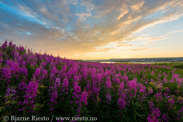 Bølge. Varangerfjorden, Finnmark 