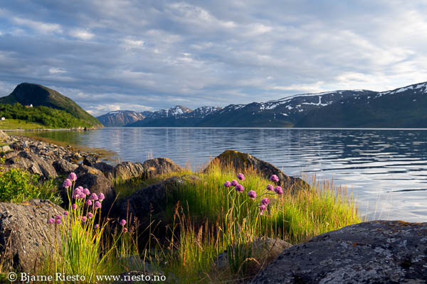 Multer, multebær. Finnmark 