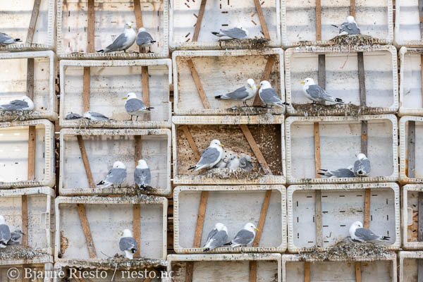Lomvi på Hornøya. Vardø