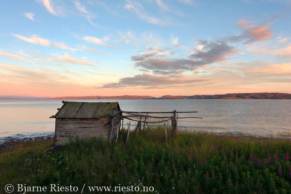 Multer, multebær. Finnmark 