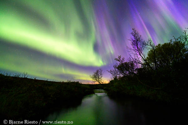 Geitrams. Varangerfjorden, Finnmark 