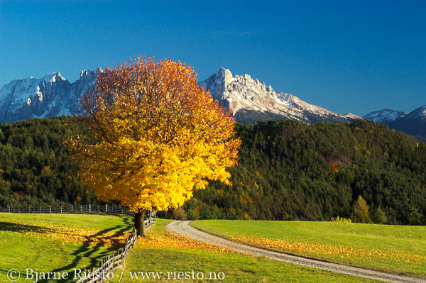 Point Lobos. Carmel, California