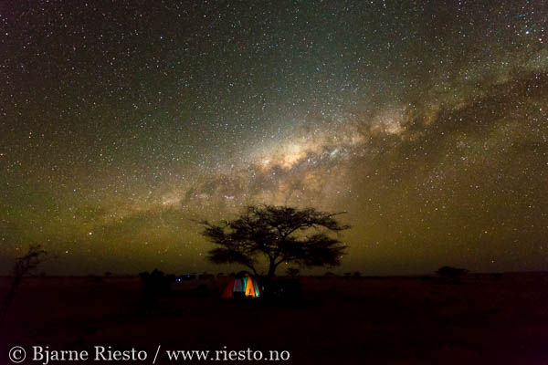 Giraffs. Chobe, Botswana