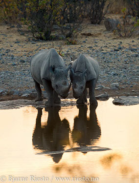 Giraffs. Chobe, Botswana