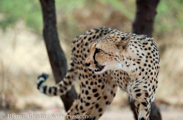 Shot at Cheta foundation