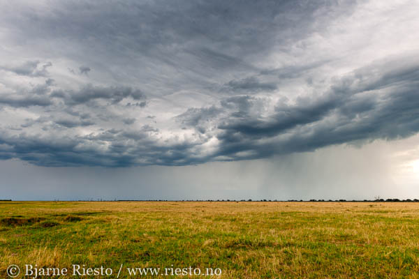 Giraffs. Chobe, Botswana