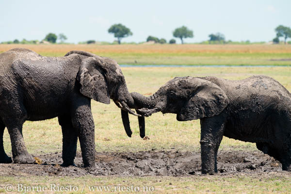 Giraffs. Chobe, Botswana