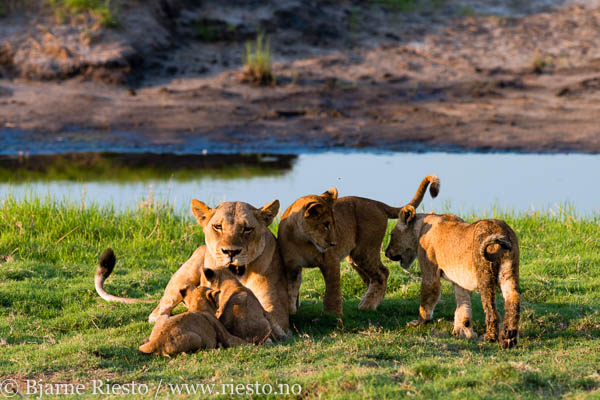 Lion family. Chobe national park, Botswana