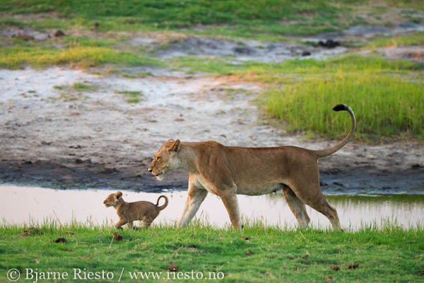 Giraffs. Chobe, Botswana