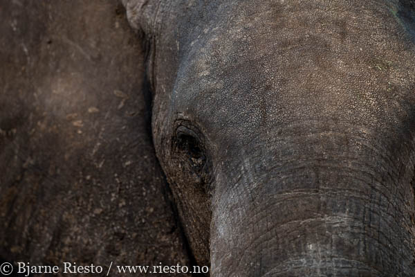 Giraffs. Chobe, Botswana