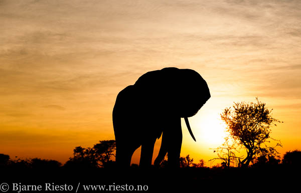 Elephant sunrise. Elephant sands, Botswana