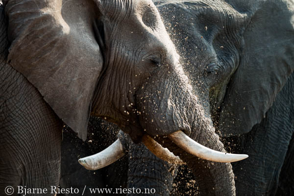 Giraffs. Chobe, Botswana