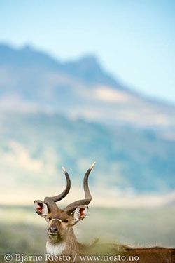 Giraffs. Chobe, Botswana