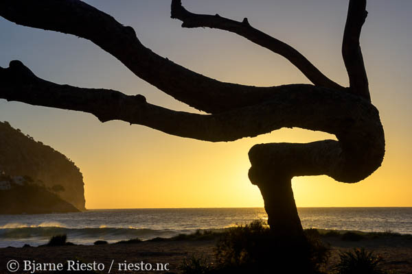 Point Lobos. Carmel, California